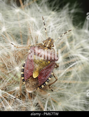 Behaart (Dolycoris baccarum Shieldbug) sitzen auf Löwenzahn Samen Kopf. Tipperary, Irland Stockfoto