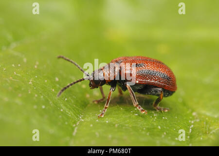 Weißdorn Blatt Käfer (Lochmaea crataegi) Weißdorn-Blätter. Tipperary, Irland Stockfoto