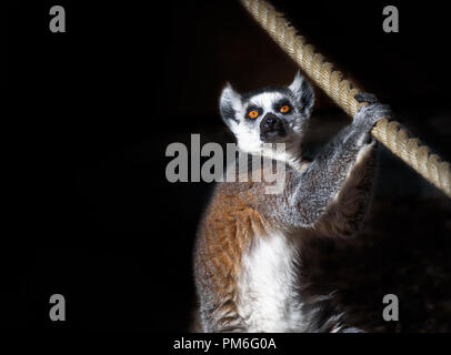 Ein Ring-tailed lemur Holding ein Seil. Stockfoto