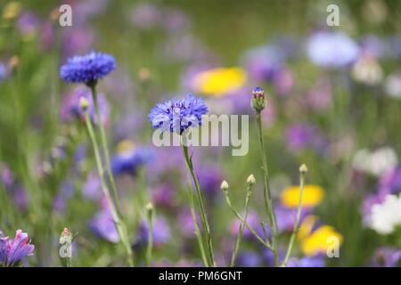 Blaue Kornblume (Centaurea cyanus) unter anderen Blumen auf einer Wiese, an einem Sommertag. Stockfoto