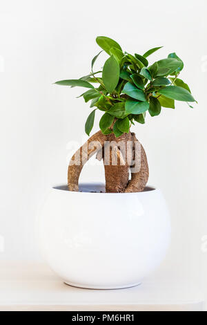 Zimmerpflanze ficus microcarpa Ginseng in Weiß Blumentopf Stockfoto