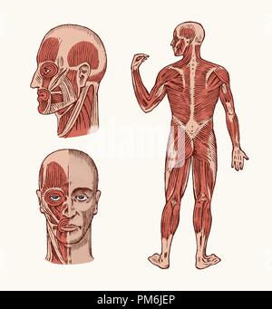 Die menschliche Anatomie. Muskel und Knochen des Kopfes. Medizinische Vector Illustration für Wissenschaft, Medizin und Biologie. Männliche Gesicht eingraviert Hand gezeichnet alte Schwarzweiß Vintage Skizze. Vorder- und Seitenansicht. Stock Vektor
