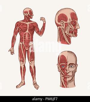 Die menschliche Anatomie. Muskel und Knochen des Kopfes. Medizinische Vector Illustration für Wissenschaft, Medizin und Biologie. Männliche Gesicht eingraviert Hand gezeichnet alte Schwarzweiß Vintage Skizze. Vorder- und Seitenansicht. Stock Vektor