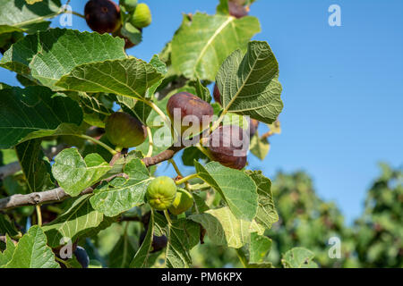 Frische Feigen Früchte hängen an der Niederlassung des Baums Stockfoto