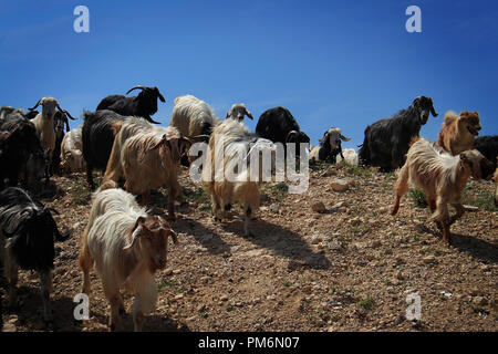Eine Ziege Herde auf einem felsigen Hügel Stockfoto