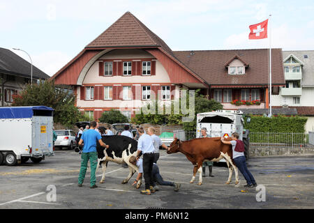 Sumiswald, Schweiz, 14. September 2018: Laden der Rinder nach der Parade im Dorf Sumiswald im Kanton Bern Der herbstlichen ceremoni Stockfoto