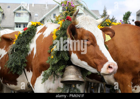 Sumiswald, Schweiz, 14. September 2018: Nahaufnahme einer Kuh nach der Parade im Dorf Sumiswald im Kanton Bern Der herbstlichen ceremonia Stockfoto