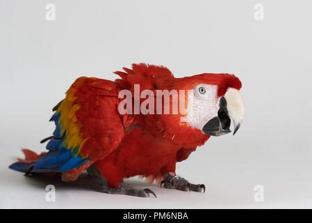 Angst Red Parrot sitzen auf weißem Studiohintergrund Stockfoto