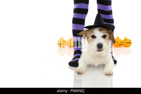 CUTE HALLOWEEN HUND Hexe oder Zauberer HUT LIEGEND mit lustigen GESICHT UND LILA SOCKEN UND KÜRBISSE wie Hintergrund, isolierte AGAINTS WEISSEN HINTERGRUND WI Stockfoto