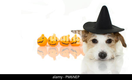 CUTE HALLOWEEN HUND Hexe oder Zauberer HUT KOSTÜM LIEGEND und Kürbis wie Hintergrund isoliert gegen den weißen Hintergrund mit Kopie Raum Stockfoto