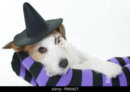CUTE HALLOWEEN HUND Hexe oder Zauberer HUT LIEGEND auf lila und schwarze Socken oder Strumpfhosen mit kopieren. Stockfoto