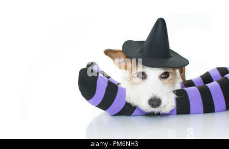 CUTE HALLOWEEN HUND Hexe oder Zauberer HUT LIEGEND ÜBER LILA UND SCHWARZE SOCKEN MIT KOPIEREN. Stockfoto