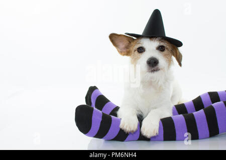 CUTE HALLOWEEN HUND Hexe oder Zauberer HUT SITZEN ÜBER LILA UND SCHWARZE SOCKEN MIT KOPIEREN. Stockfoto