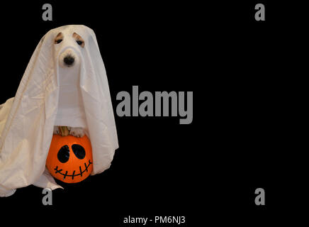 Hund in ein GESPENST halloween kostüm HOCHGELADEN IN EINEN Kürbis auf schwarzem Hintergrund Stockfoto