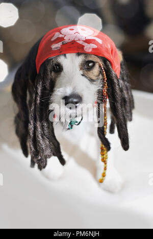 Hund trägt ein Pirat HALLOWEEN oder Karneval Kostüm. Stockfoto