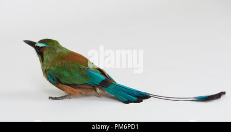 Grünen tropischen Vogel mit einem langen Geschichte auf weiße studio Hintergrund isoliert Stockfoto