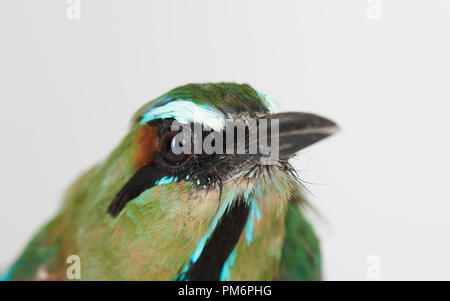 Portrait von guardabarranco Vogel schließen bis auf weißem Studiohintergrund Stockfoto