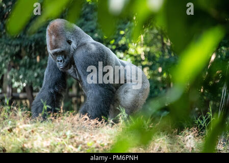 Dominante silberrücken Western lowland Gorilla im Zoo Atlanta in Atlanta, Georgia. (USA) Stockfoto