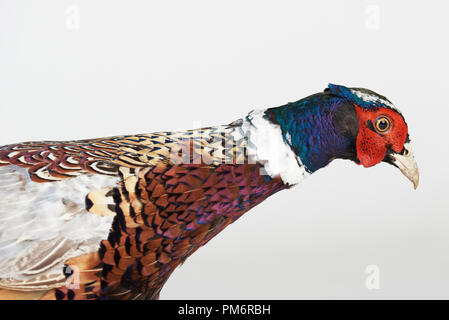 Bunte Leiter der Fasan Vogel auf weiße studio Hintergrund isoliert Stockfoto