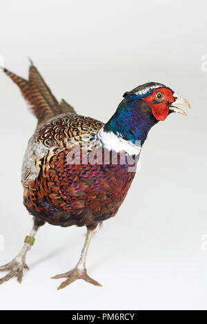 Ring-necked pheasant stehen auf weißen studio Hintergrund isoliert Stockfoto