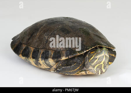 Eine junge Schildkröte auf weiße studio Hintergrund isoliert Stockfoto