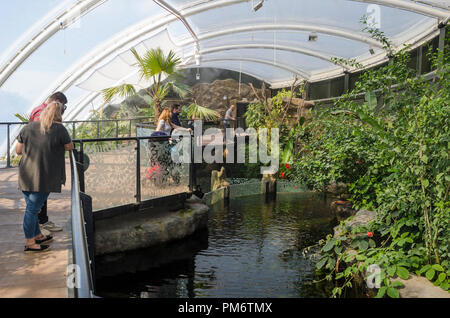 Tropenhaus Marwell Zoo Stockfoto