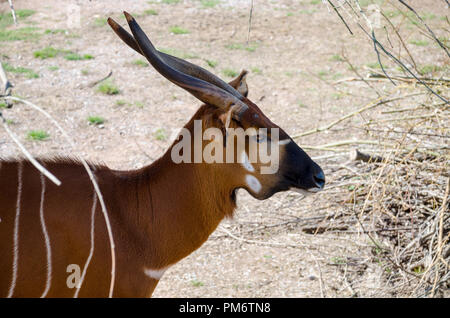 Berg bongo (Tragelaphus eurycerus bezeichnet isaaci) Stockfoto