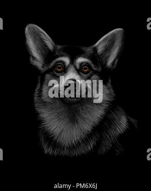 Porträt eines Welsh Corgi Kopf auf einem schwarzen Hintergrund. Stock Vektor