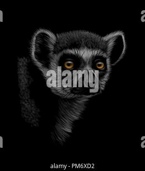 Porträt eines Leiter einer Ring-tailed Lemur auf schwarzem Hintergrund Stock Vektor