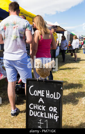 Buff - geschnürte polnischen bantam Huhn hockt auf einem Schild Werbung Die "Hold ein Küken' Attraktion im Arthington zeigen, West Yorkshire. Stockfoto