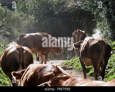 Hirtenjunge, Landwirt, mit braunen Kühe auf einem kleinen Pfad nach dem Regen, Spanien, Galizien; Bauer, mit Kuhherde in Spanien Stockfoto