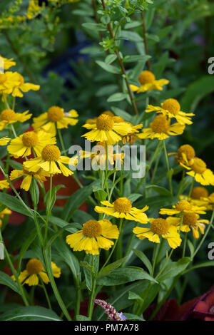 Helenium 'Kanaria'. Sneezeweed Blumen Stockfoto