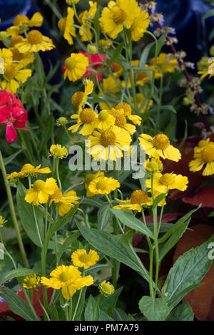 Helenium 'Kanaria'. Sneezeweed Blumen Stockfoto