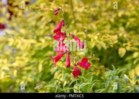 Penstemon 'Etna' Blumen Stockfoto