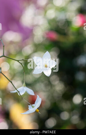 Solanum laxum "Album". Kartoffel, Rebe Blumen Stockfoto