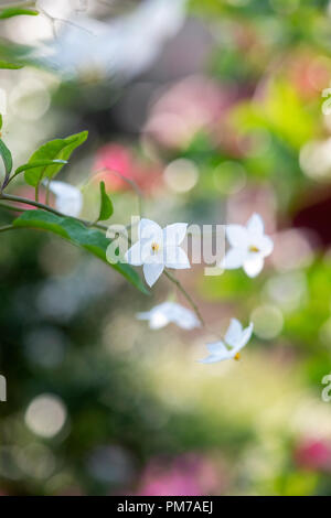 Solanum laxum "Album". Kartoffel, Rebe Blumen Stockfoto