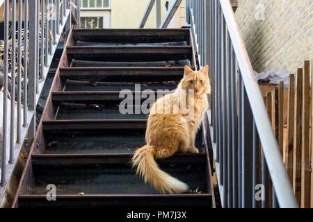 Ginger cat blickt auf eine Feuerleiter Stockfoto