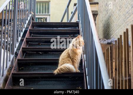 Ginger cat blickt auf eine Feuerleiter Stockfoto