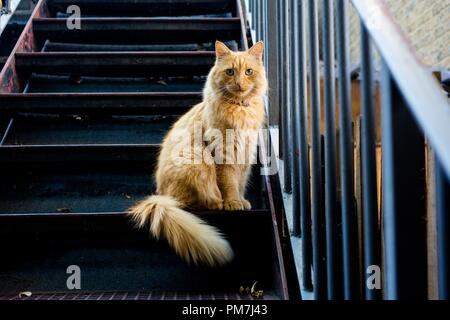 Ginger cat blickt auf eine Feuerleiter Stockfoto