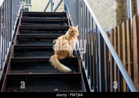 Ginger cat blickt auf eine Feuerleiter Stockfoto