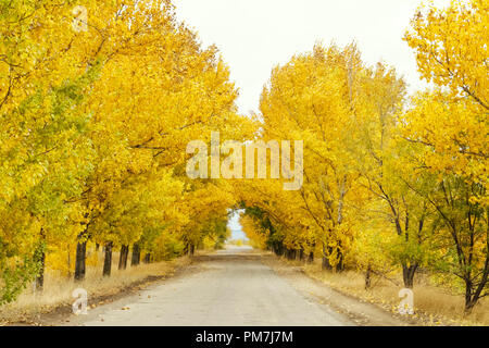 Leere Straße unter gelb Baumkronen im Herbst Stockfoto