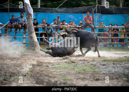 Thailand, kämpfenden Büffel (Bubalus bubalis"), die Bekämpfung von Stockfoto