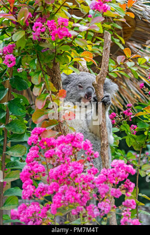 Koala (Phascolarctos cinereus) in blühenden Baum, beuteltier in Australien ruhen Stockfoto