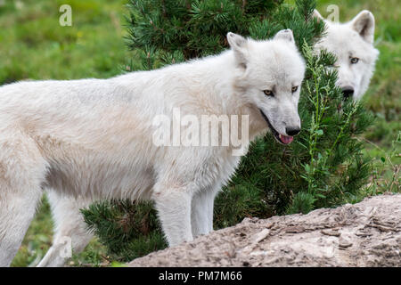 Zwei kanadische Arktis Wölfe / weiße Wölfe/Polar Wolf (Canis lupus arctos) Native nach Kanada Stockfoto