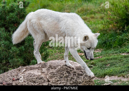 Einsamen kanadischen arktischen Wolf/White Wolf/Polar Wolf (Canis lupus arctos) Native nach Kanada Stockfoto