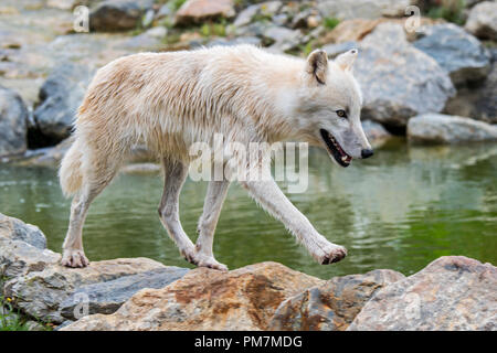 Einsamen kanadischen arktischen Wolf/White Wolf/Polar Wolf (Canis lupus arctos) Native nach Kanada Nahrungssuche entlang Stream Stockfoto