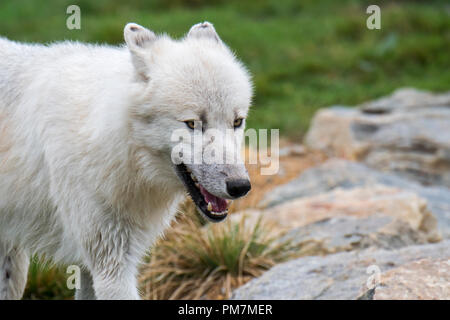 Close up Portrait von kanadischen arktischen Wolf/White Wolf/Polar Wolf (Canis lupus arctos) Native nach Kanada mit abgeflachten Ohren Stockfoto