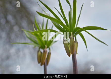 Knospen der Kaiserkrone Stockfoto