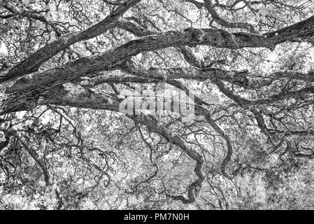 Live Oak Tree breitet seine Äste über der Landschaft. Stockfoto