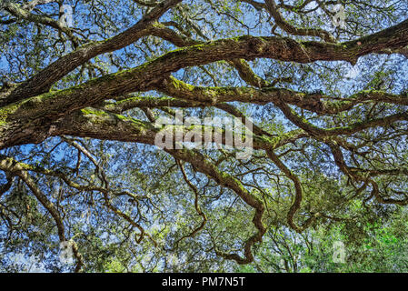 Live Oak Tree breitet seine Äste über der Landschaft. Stockfoto